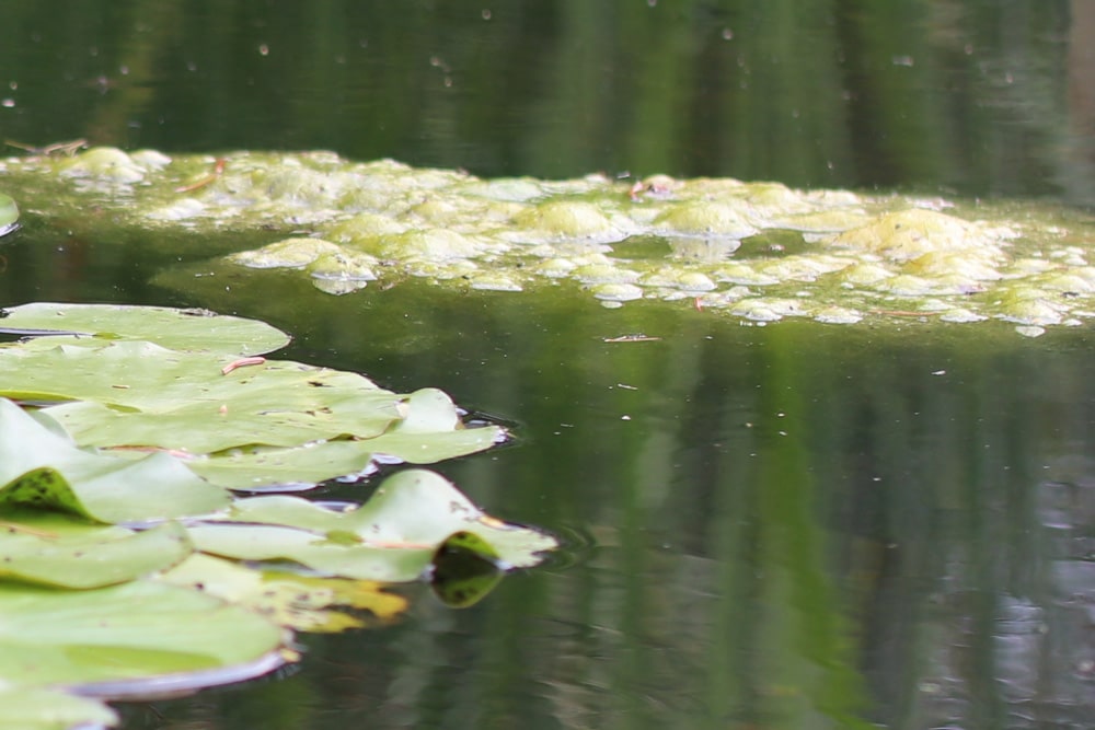 Algenbildung auf Teich