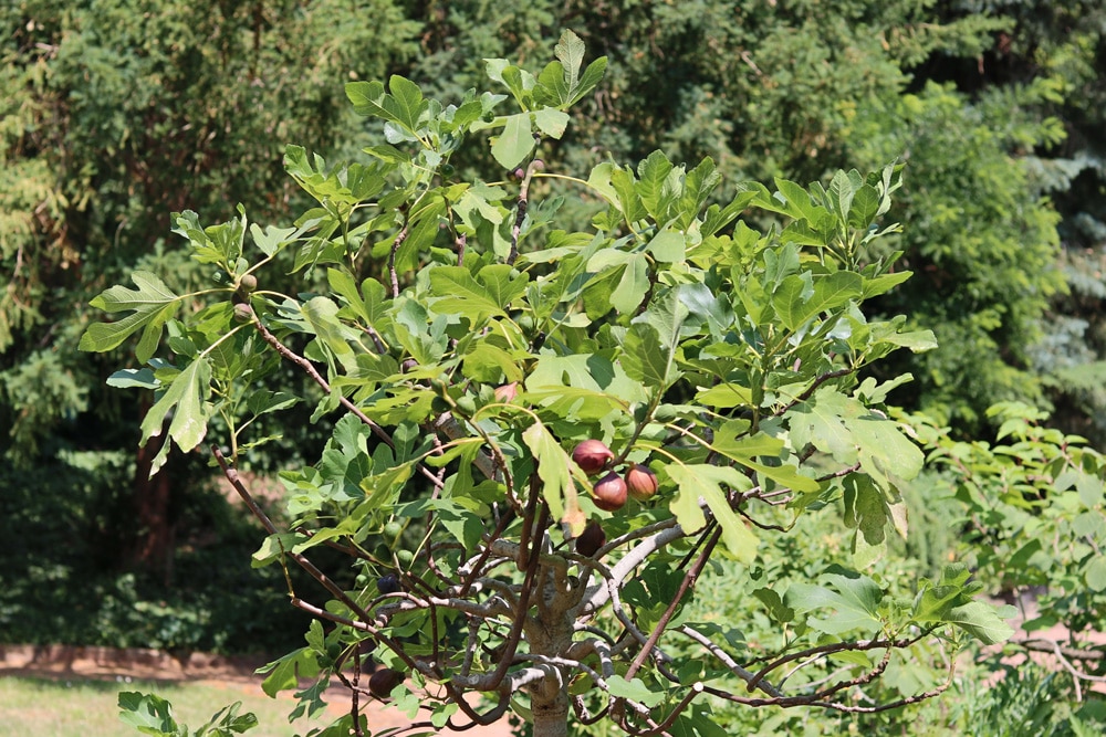 Feigenbaum - Ficus carica
