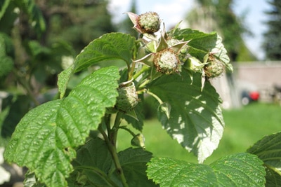 Himbeeren - Rubus ideaus