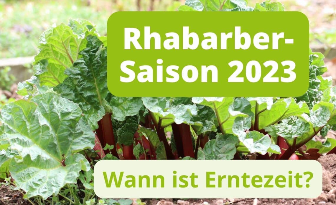 Rhabarber-Saison 2023