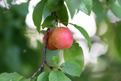 Mirabellen - Prunus domestica