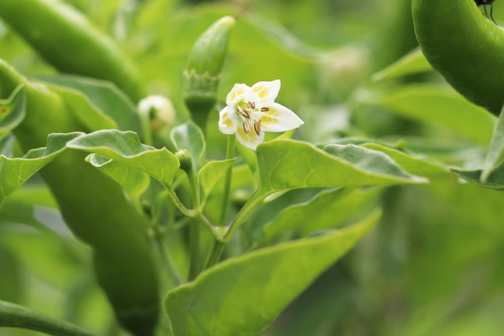 Chili - Capsicum baccatum