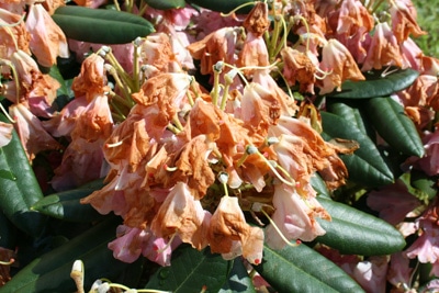 Rhododendron Blüten hängen