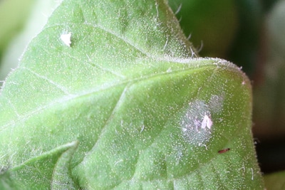 Schädlinge an Paprikapflanzen - Weiße Fliege auf Blatt
