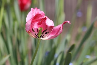 Verblühte Tulpe