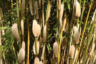 Schirmbambus - Fargesia robusta 'Campbell'