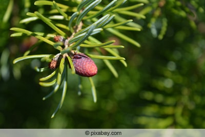 Serbische Fichte - Picea omorika