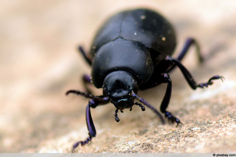 Kleiner schwarzer Käfer