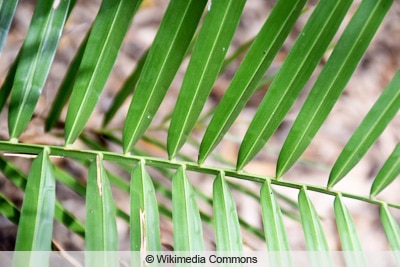 Palmenähnliche zimmerpflanze - Nehmen Sie dem Favoriten der Redaktion