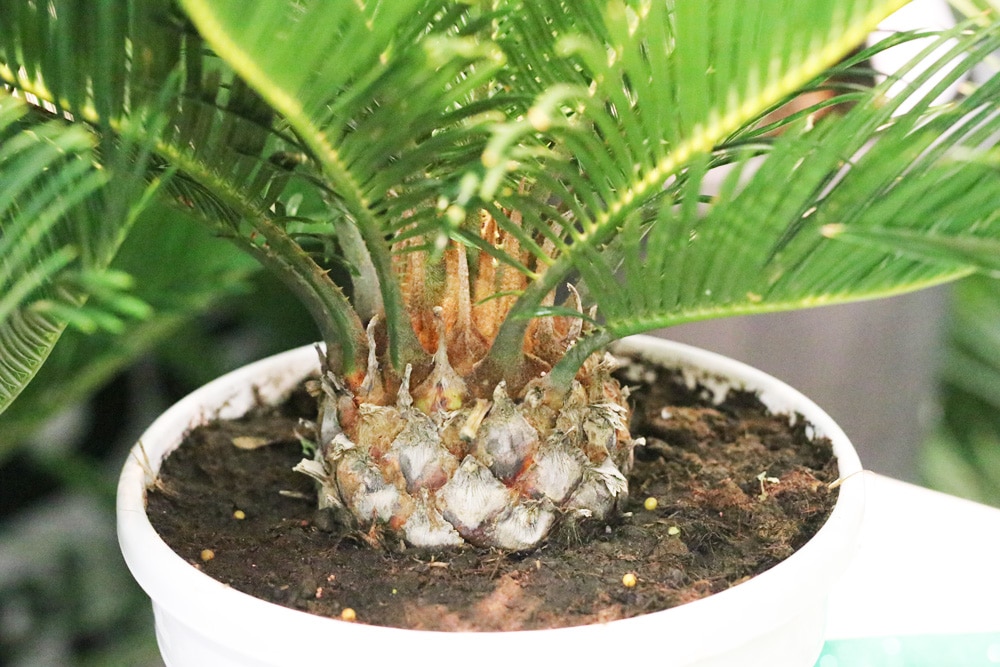 Garten palme - Unsere Favoriten unter der Menge an analysierten Garten palme!