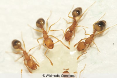 Ameisenarten - Pharaoameise