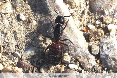 Ameisenarten - Schwarze Rossameise