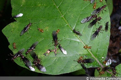 Auf welche Kauffaktoren Sie als Käufer bei der Auswahl bei Ameise mit flügel achten sollten!