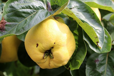 Apfelquitten-Baum