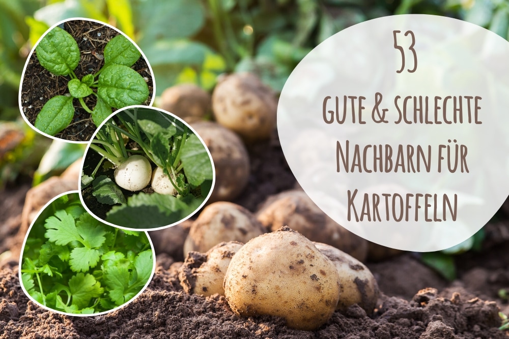 Kartoffel-Mischkultur: 53 schlechte und gute Nachbarn - Gartenlexikon.de