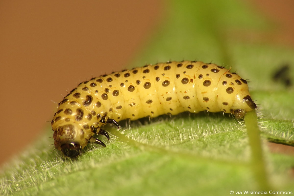 Blattkäfer (Chrysomelidae), Käferlarve
