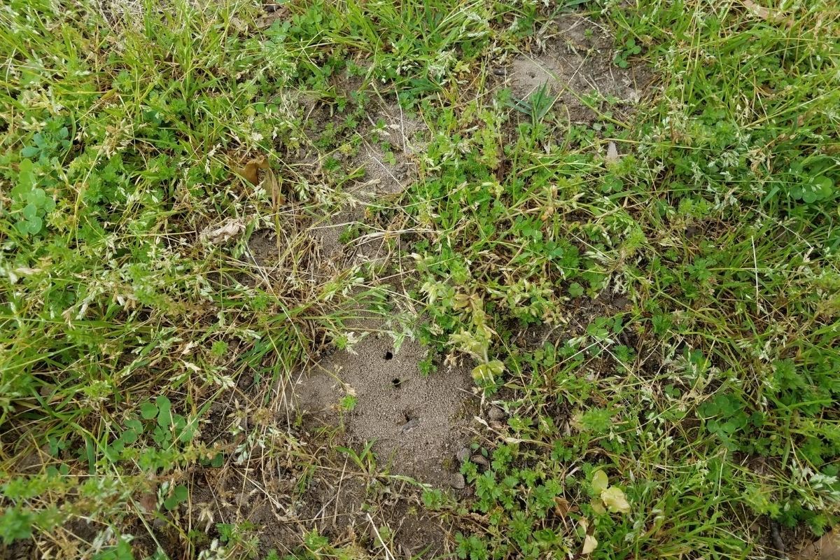 Sind Ameisen im Rasen schädlich? | Rasen kaputt - Gartenlexikon.de