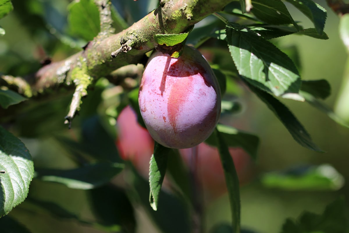 Pflaume (Prunus domestica), Kaffeesatz kein Dünger
