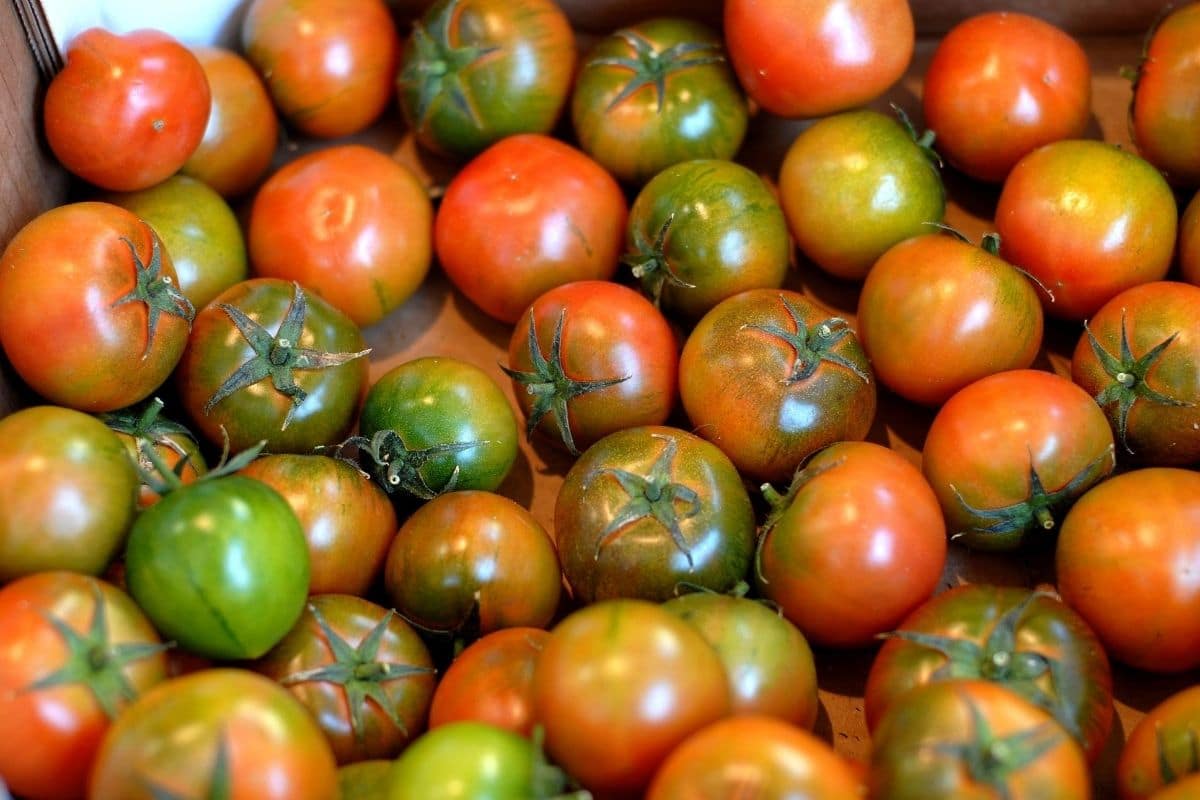 Tomaten bleiben grün