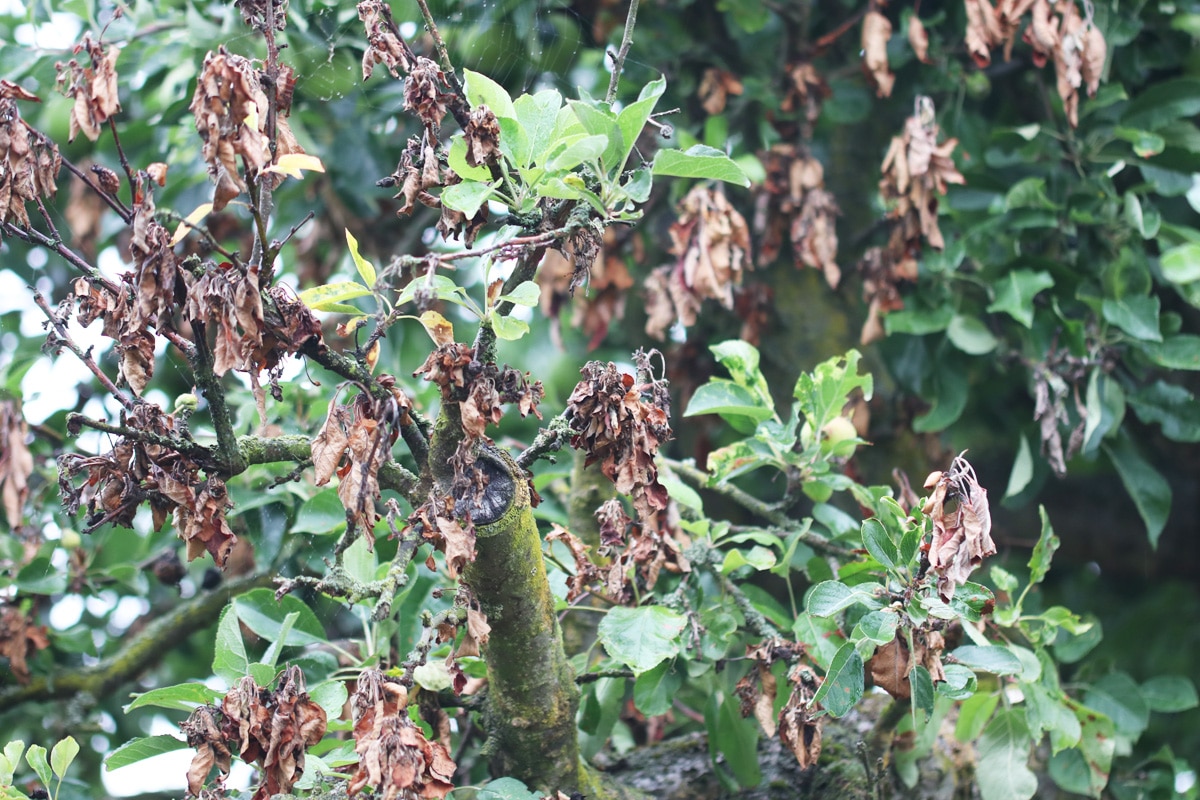 Apfelbaum mit Spitzendürre (Monilinia)