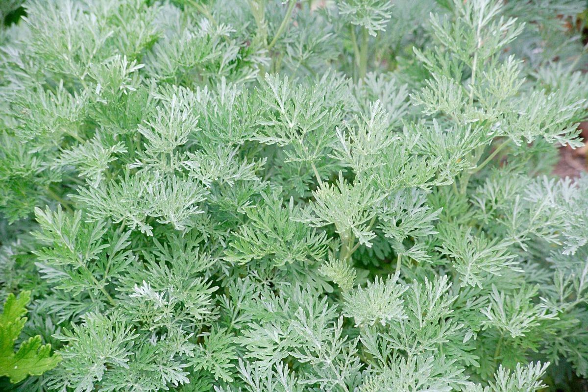 Eberraute - Artemisia abrotanum