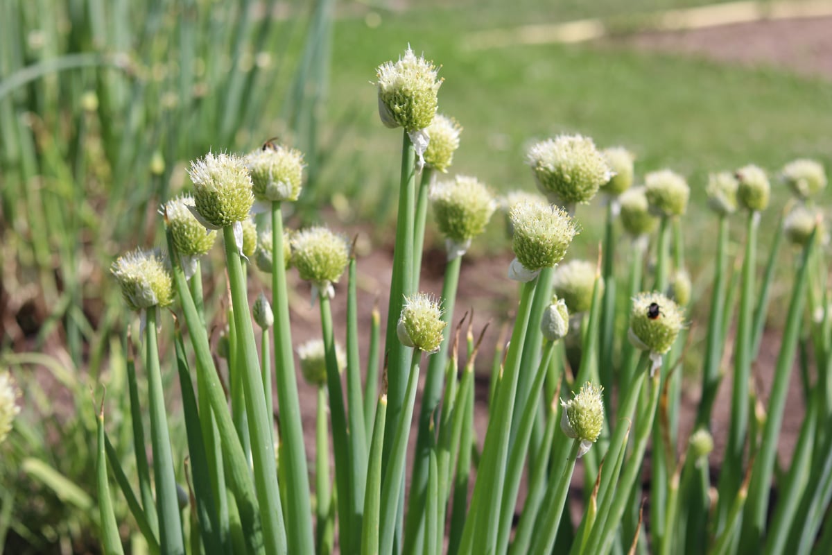 Frühlingszwiebel (Allium fistulosum)