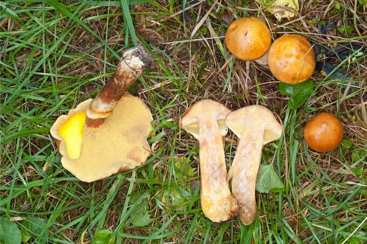 Pilze im Garten - Gold-Röhrling