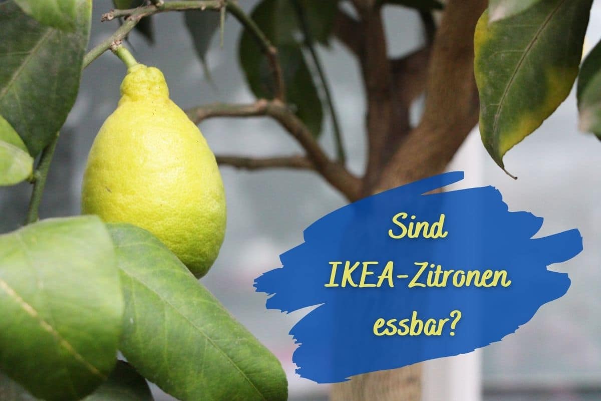Zitronenbaum von IKEA - Frucht