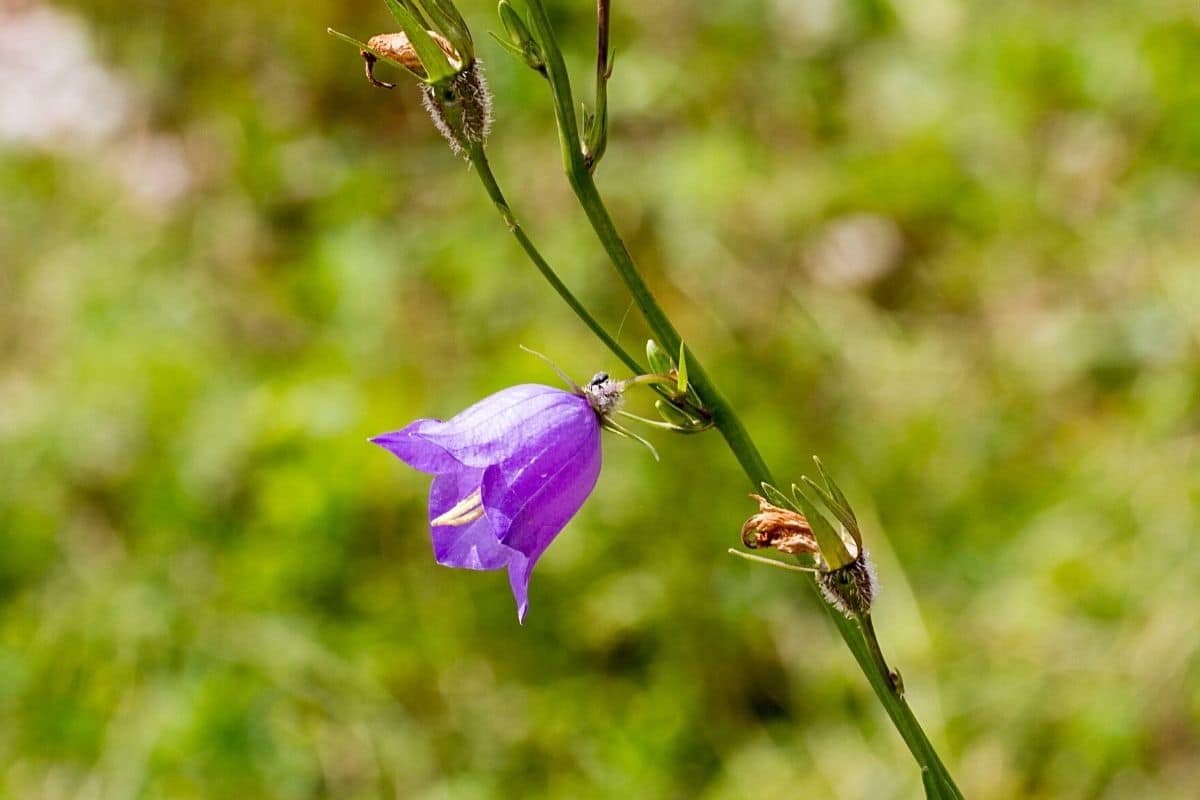 Unkraut mit lila Blüten - Acker-Glockenblume - Campanula rapunculoides