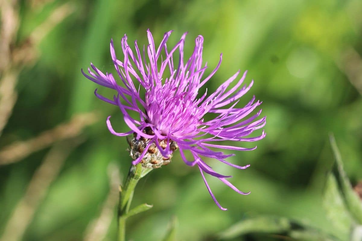 Skabiosen-Flockenblume - Centaurea scabiosa