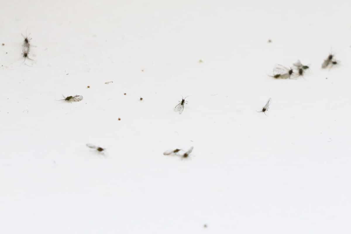 Kleine schwarze Tierchen - Trauermücken