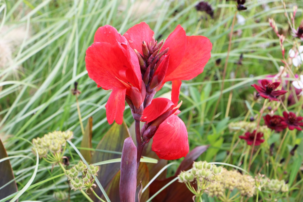 Canna indica - Indisches Blumenrohr