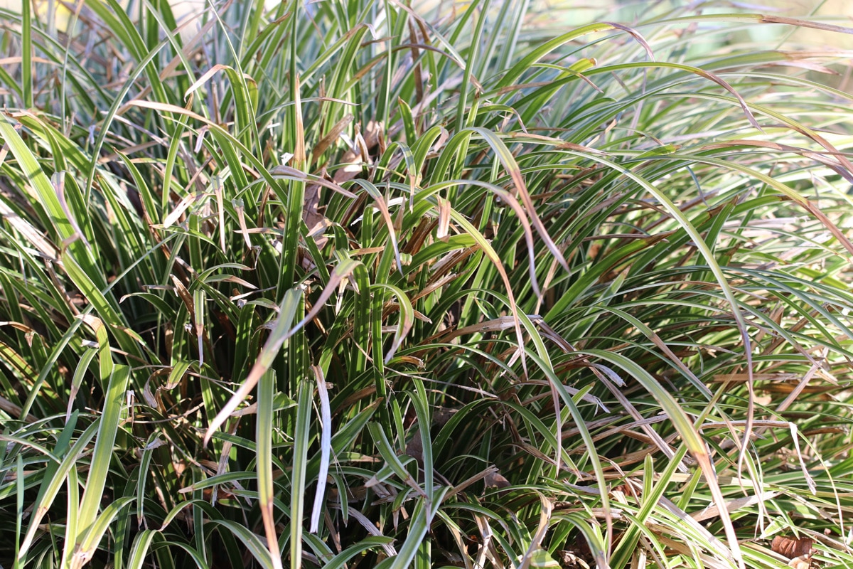 Japansegge - Carex morrowii
