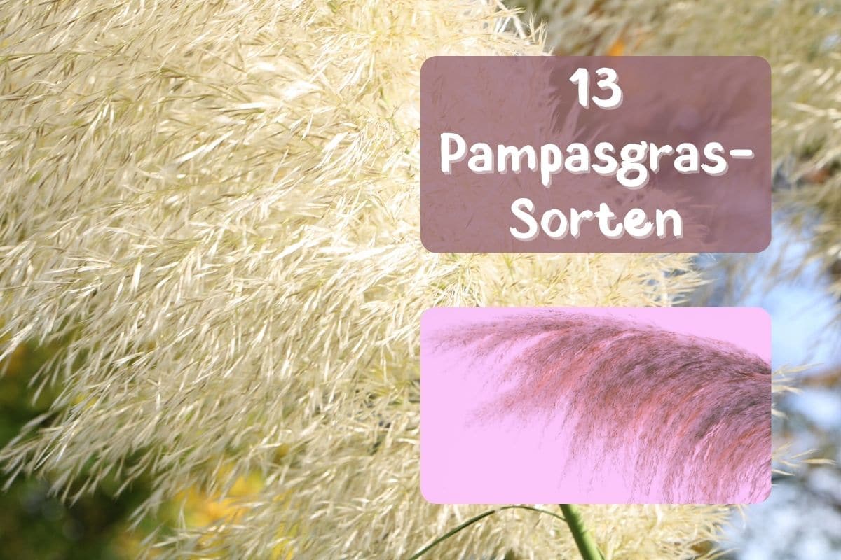 Pampasgras-Sorten