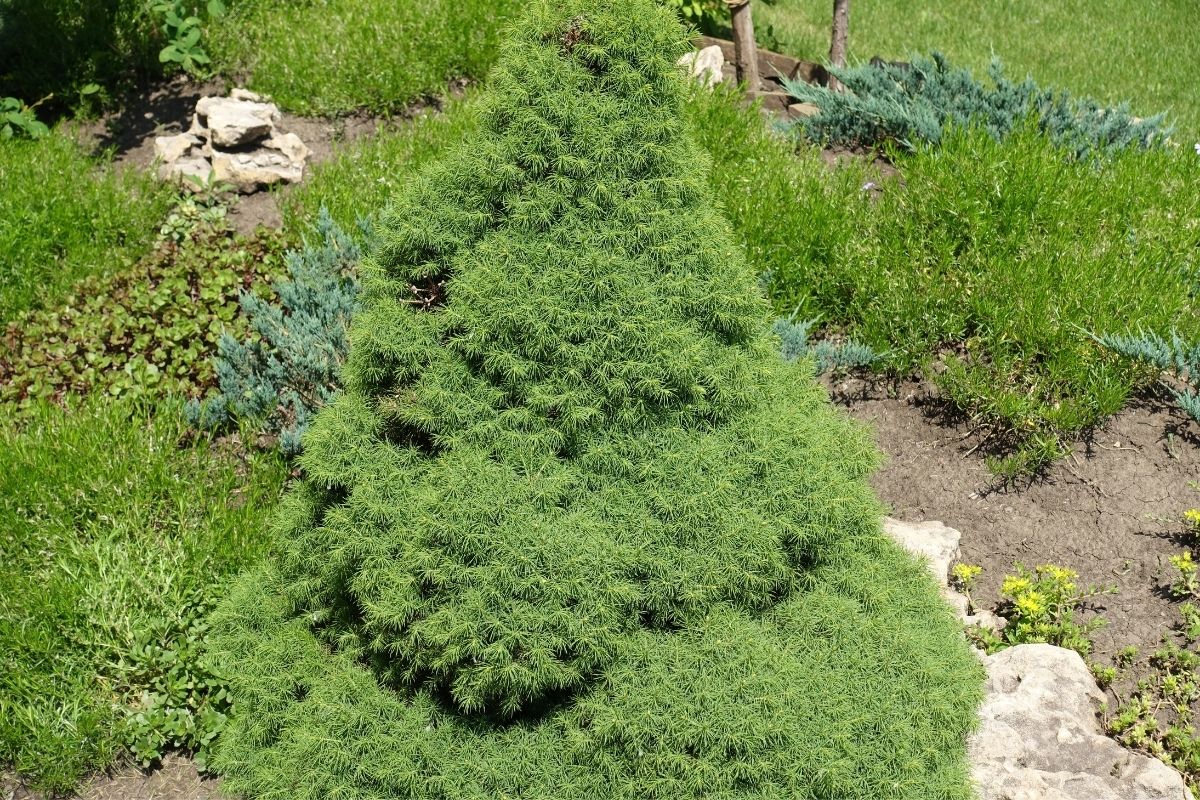 Zuckerhutfichte - Picea glauca 'conica'