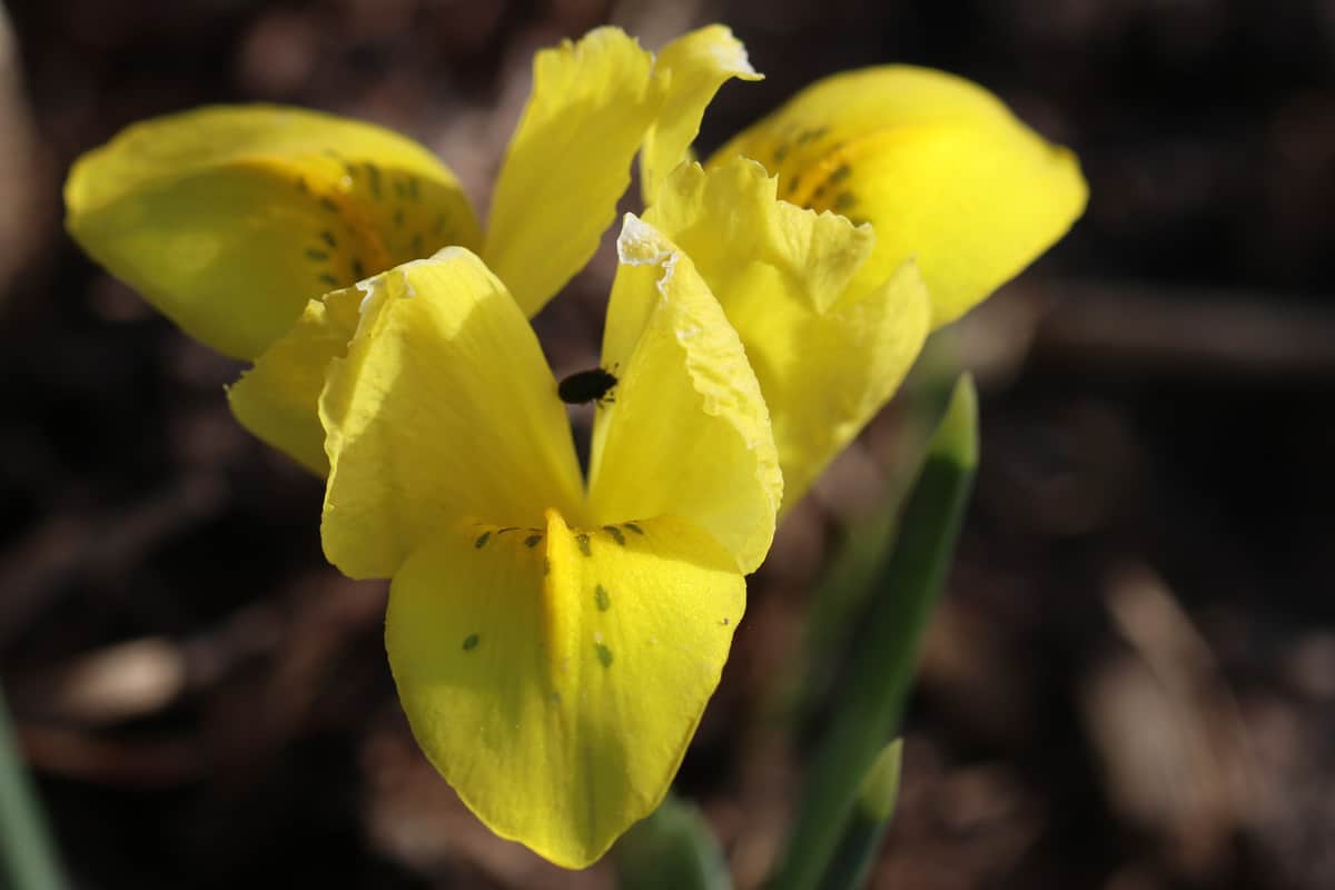 Gelbe Zwerg-Lilie - Iris danfordiae