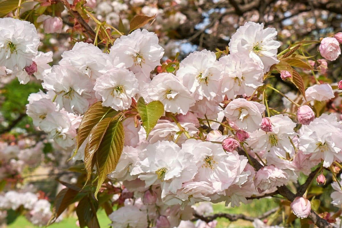 Japanische Nelkenkirsche - Prunus serrulata