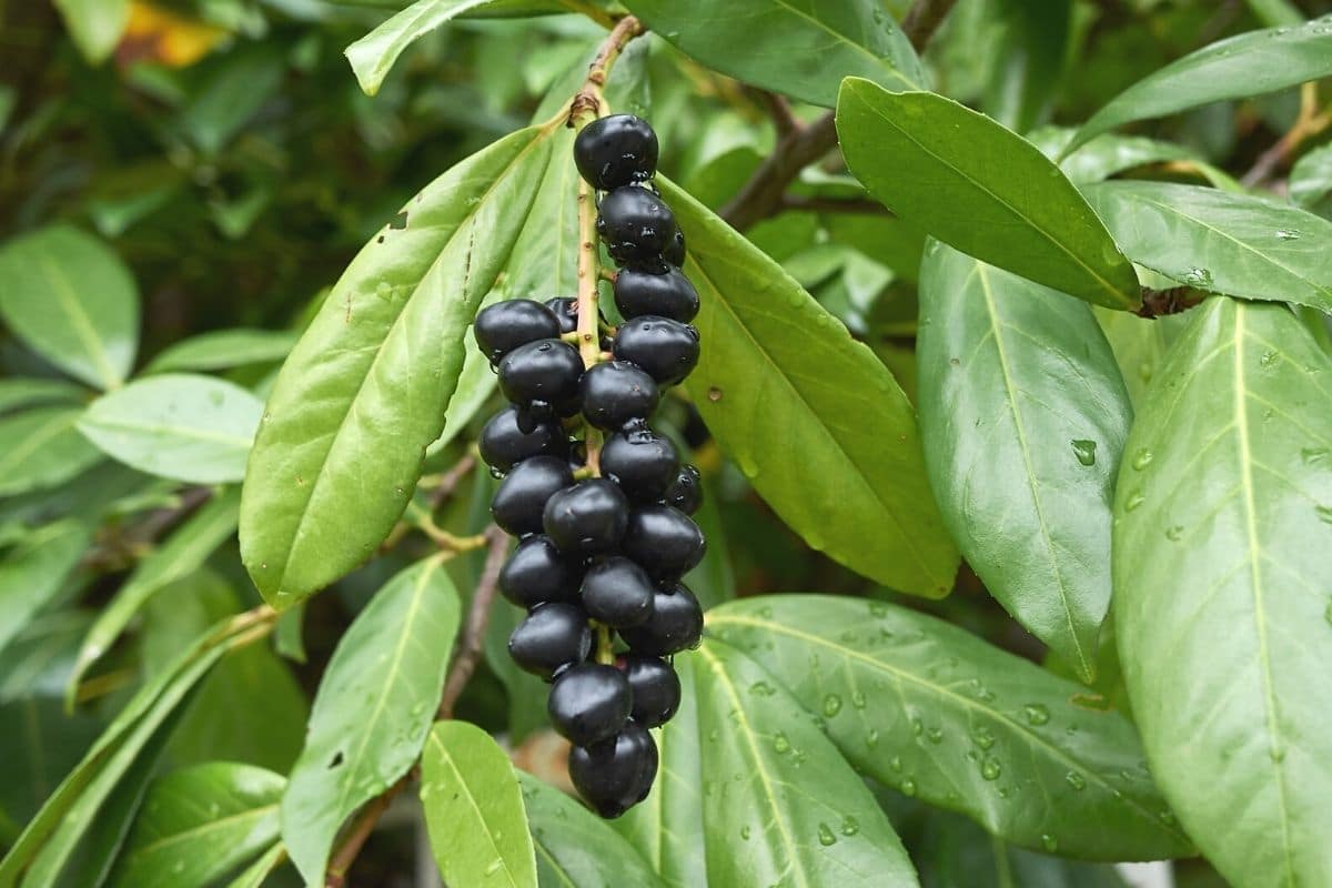 Kirschlorbeer - Prunus laurocerasus