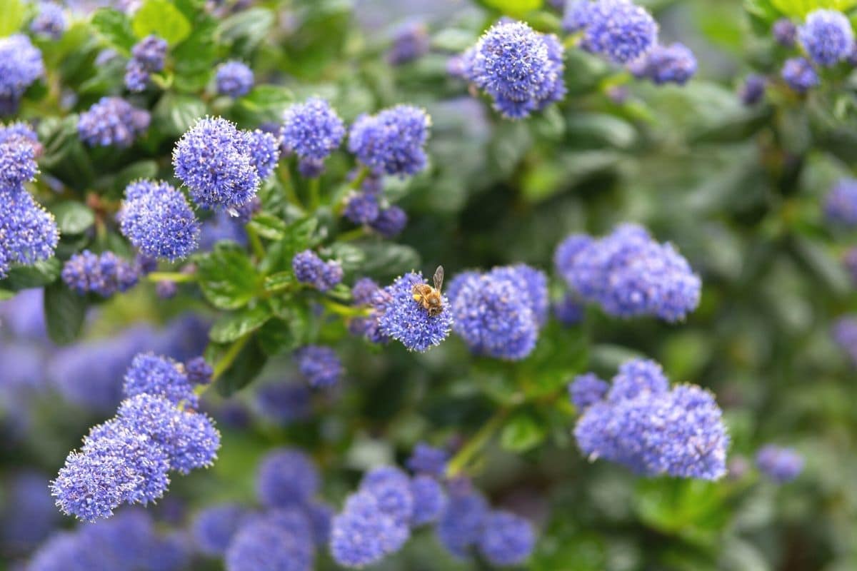 Blaue Frühblüher - Kriechende Säckelblume