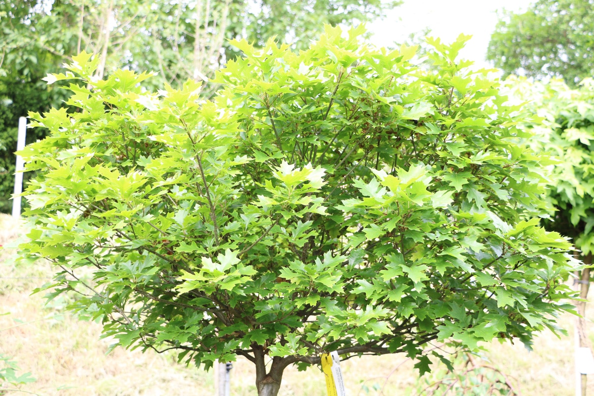 Kugelsumpfeiche - Quercus palustris 'Green Dwarf'