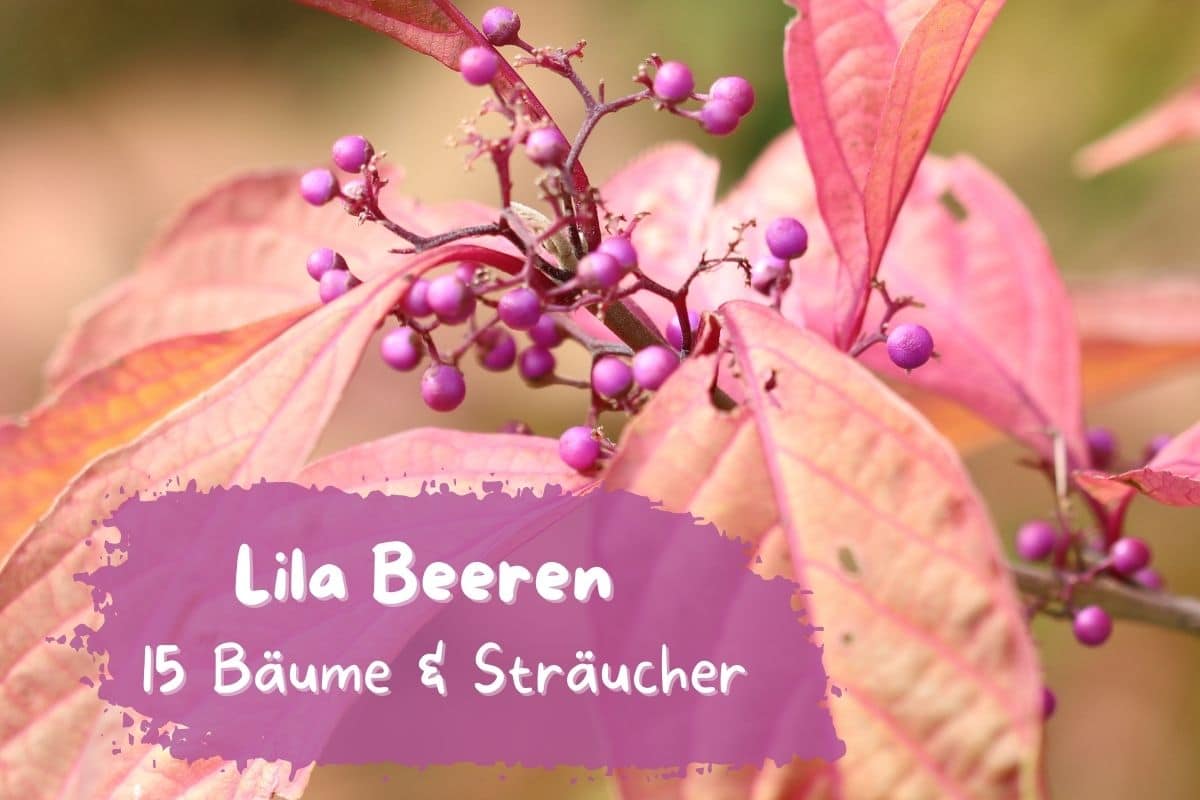 Lila Beeren - Liebesperlenstrauch