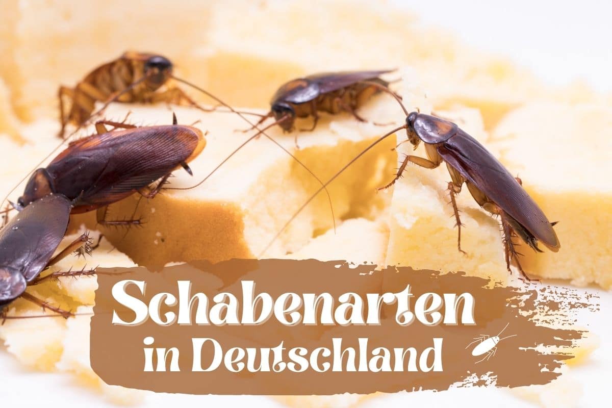 Schabenarten in Deutschland