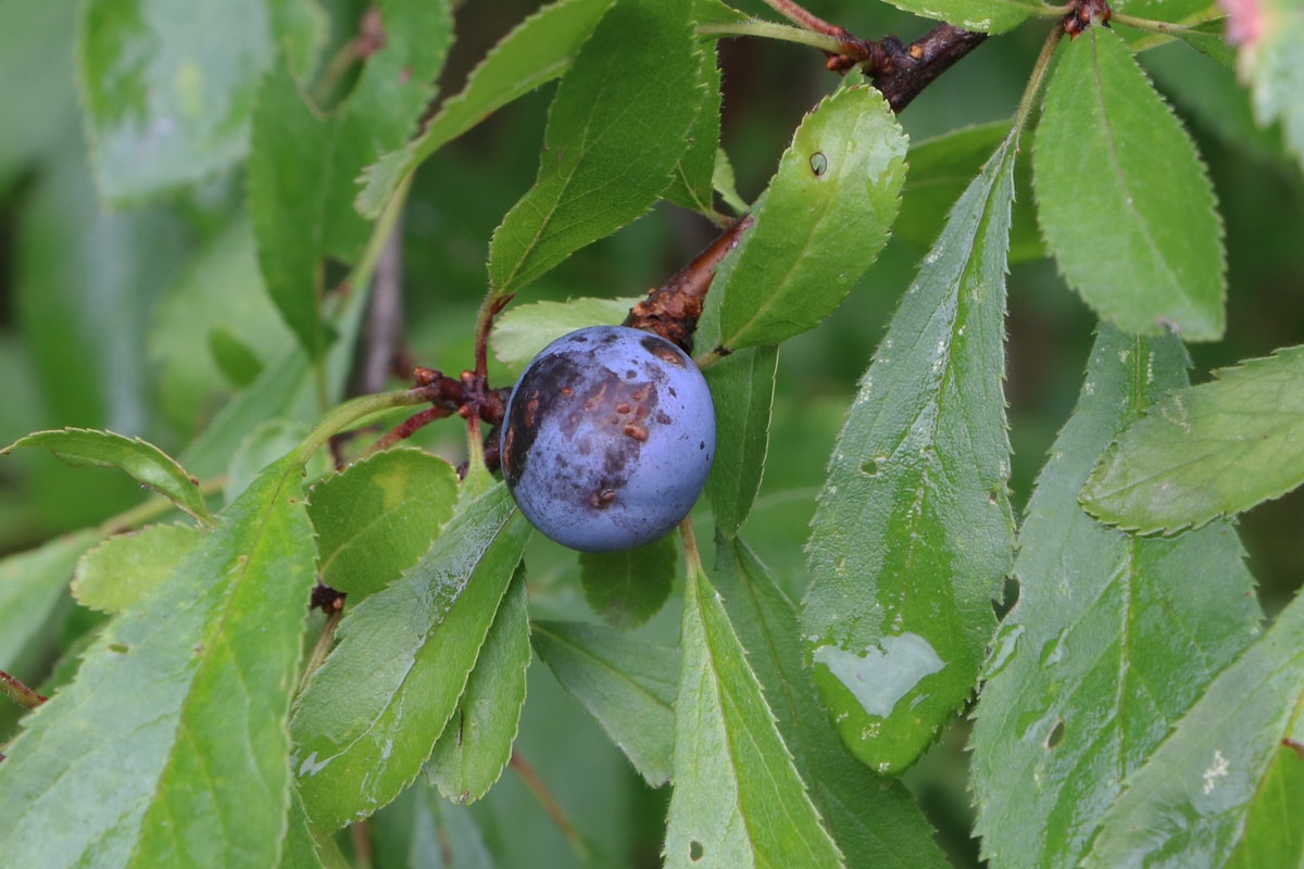 Blaue Beeren - Schlehdorn
