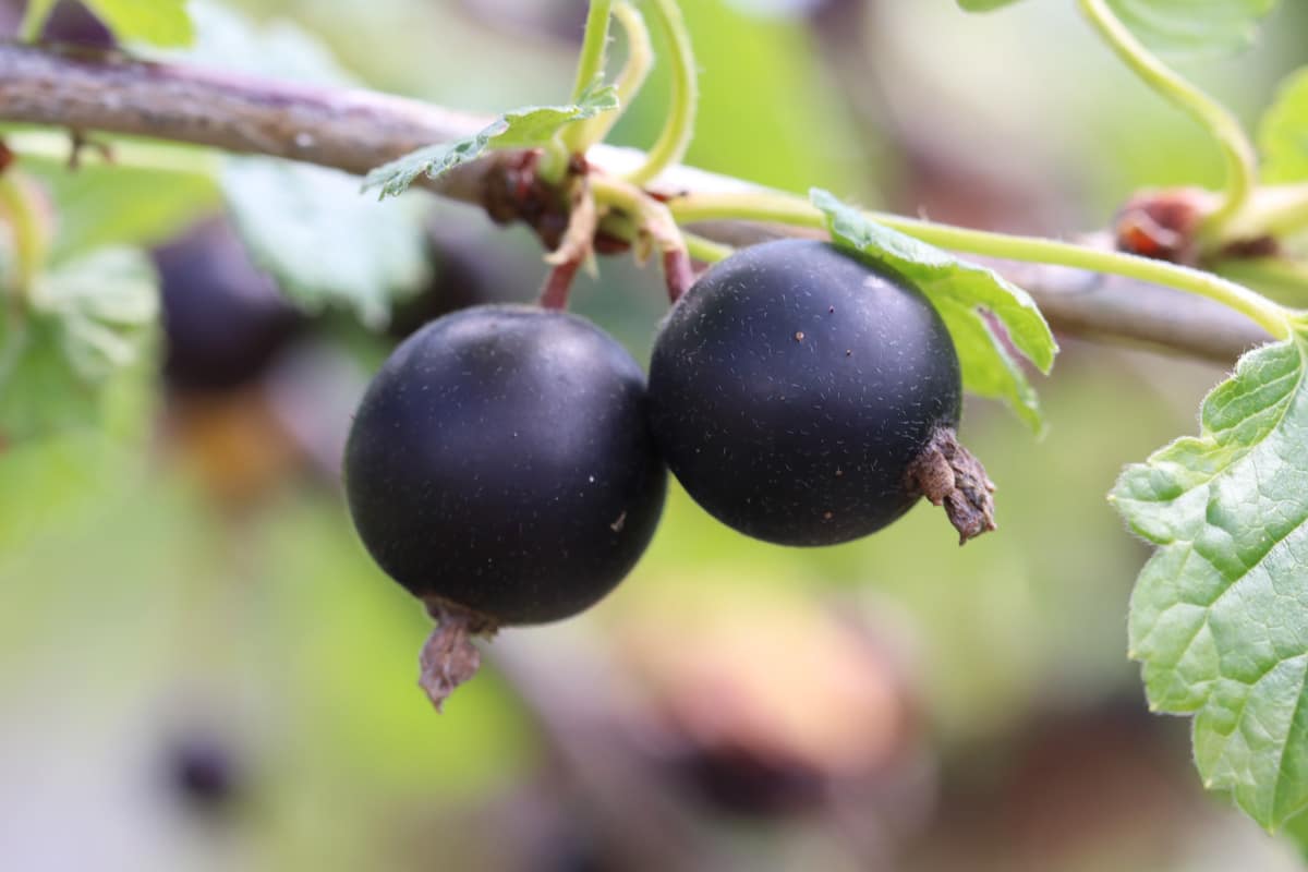 Schwarze Johannisbeere - Rubus nigrum