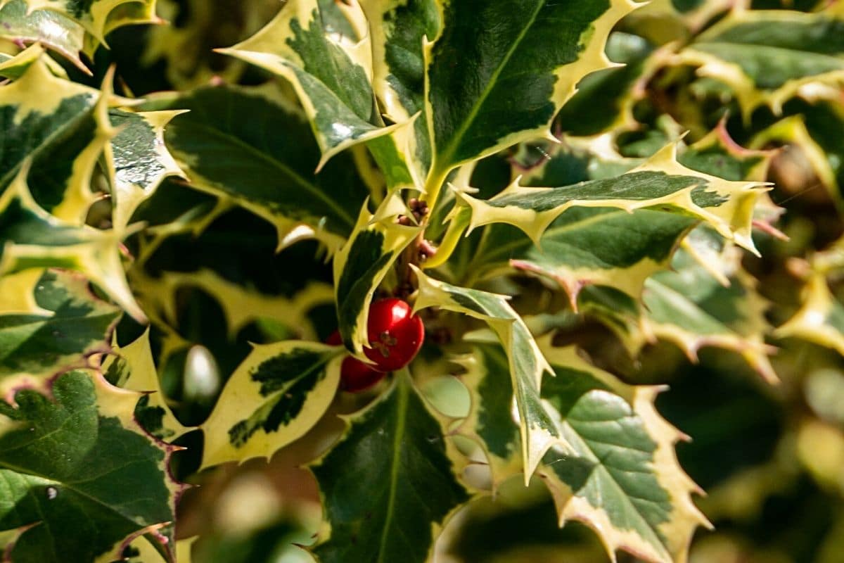 Rote Beeren - Weißbunte Stechpalme