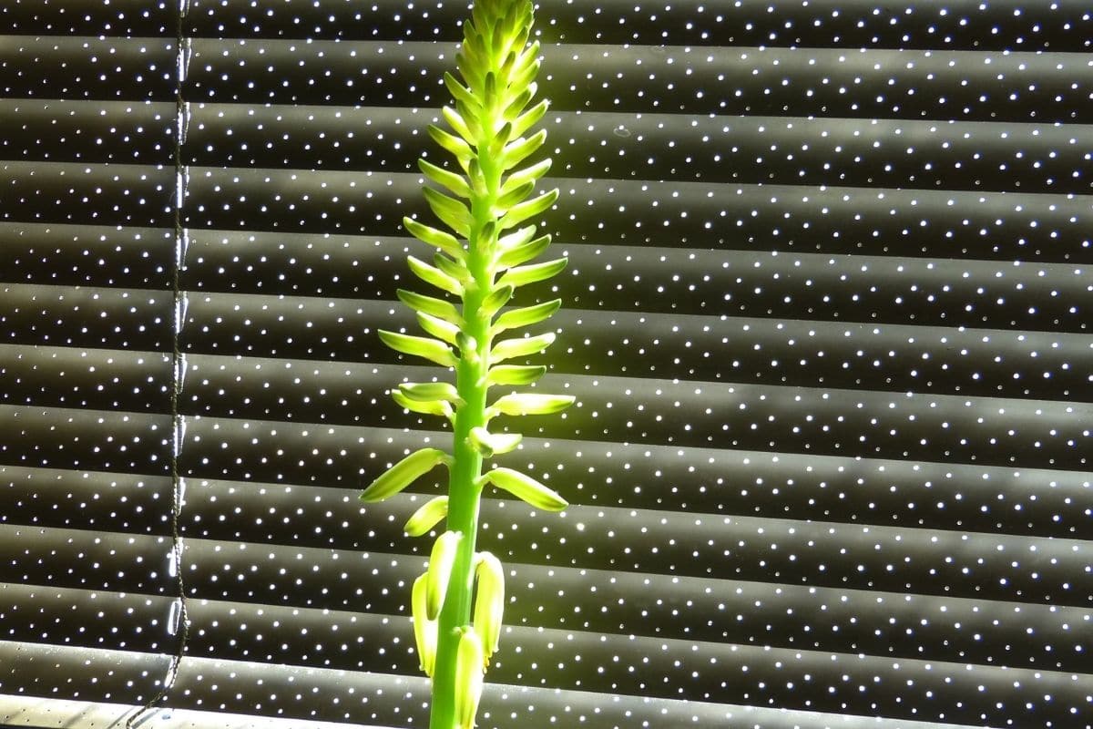 Blütezeit von Aloe Vera - Blüte am Fenster