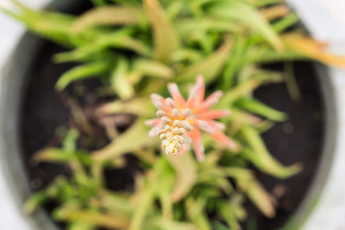 Blüte der Aloe - Draufsicht