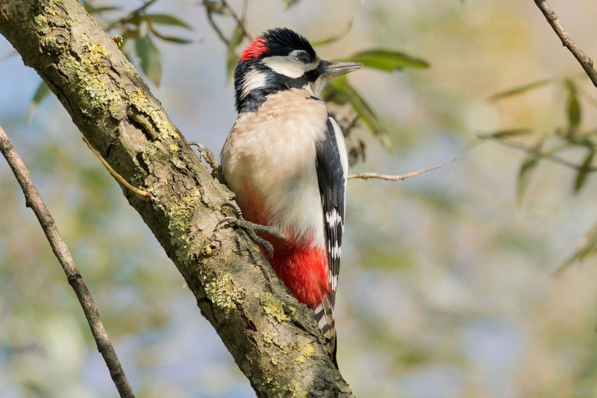 Vogel mit rotem Kopf - Buntspecht