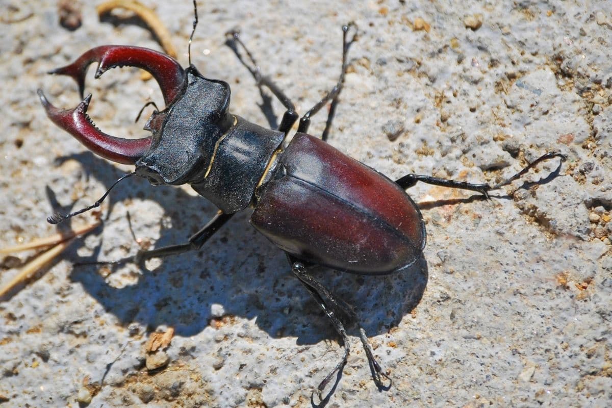 Käfer mit Zangen - Hirschkäfer