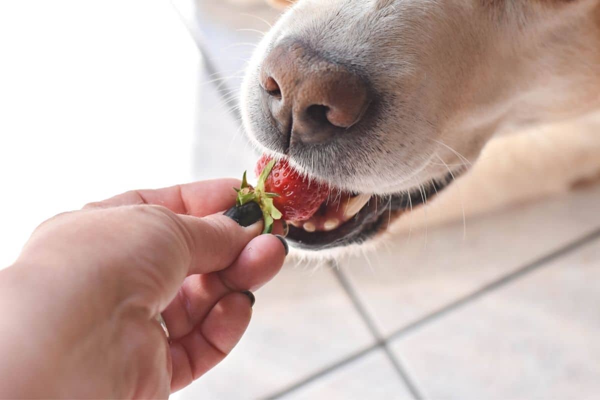 Hund mit Erdbeeren füttern